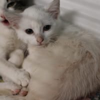 JAVIER, chatte à adopter