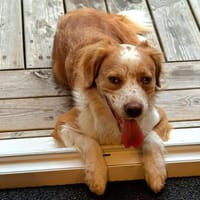 SNOW, chien à adopter