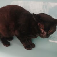 ARZEL, chat à adopter
