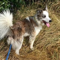 SHERLOCK, chien à adopter