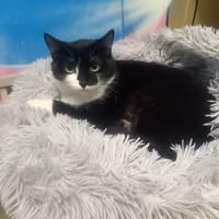 Ariana, chatte à adopter
