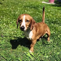 Dash CAA13913, chien à adopter