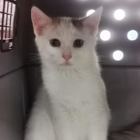 FAKT, chat à adopter
