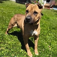 Mia CAA13910, chienne à adopter