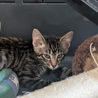 HAKA, chat à adopter