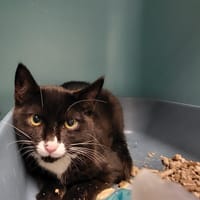 AIKO, chat à adopter