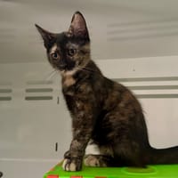 Tiny, chatte à adopter