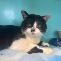 BALZAC, chat à adopter