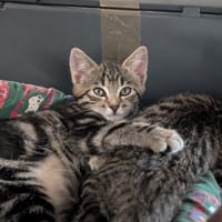 HAWAÏ, chatte à adopter