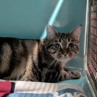 SEKER, chatte à adopter