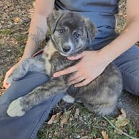 Réservée VANILLE, chienne à adopter