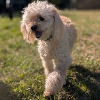 IVOIRE, chien à adopter
