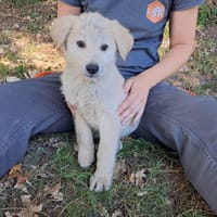 WOLFIE, chien à adopter