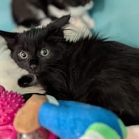 Mahomia, chatte à adopter