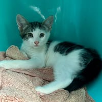 COCO, chat à adopter