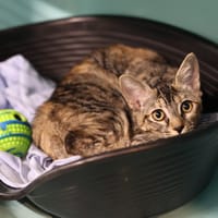 ZIBEBOU, chatte à adopter