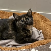 Camille, chatte à adopter
