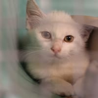 JORGE, chatte à adopter