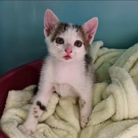 DELCO, chat à adopter