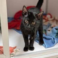 CAPRI, chat à adopter