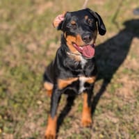 DENVER, chien à adopter