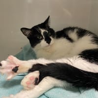 ZAKO, chat à adopter
