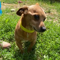 LOULOU, chien à adopter