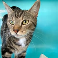 FRIPOUILLE, chatte à adopter