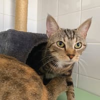 FRIPOUILLE, chatte à adopter