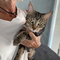 FRIPOUILLE, chatte à adopter