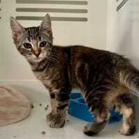 Ginger, chatte à adopter