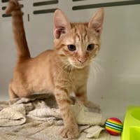 Peach, chatte à adopter