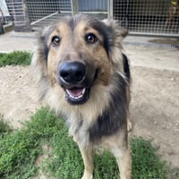 VARUM, chien à adopter