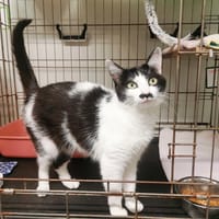 BAFFI, chatte à adopter