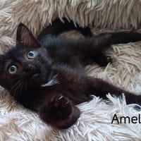 AMELIO, chat à adopter