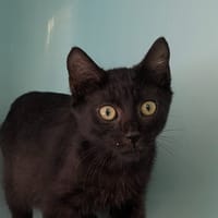 Neko [Chaton], chat à adopter