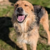 SAMO, chien à adopter