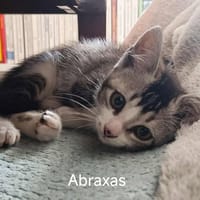 ABRAXAS, chat à adopter