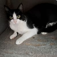 AZUR, chatte à adopter