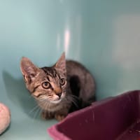 PETER, chat à adopter