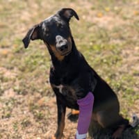 BOSTON, chien à adopter