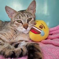 CHAKIRA, chatte à adopter