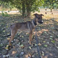 COMETE (BALTO), chien à adopter