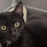 Wasabi, chat à adopter