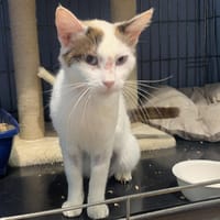 CLOCHETTE, chatte à adopter
