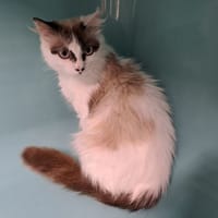 olympe, chatte à adopter