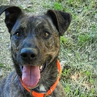 Sacko, chien à adopter