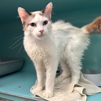 GUS, chat à adopter