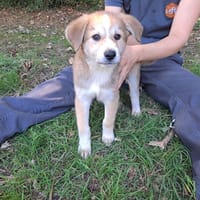 SUMMER, chienne à adopter