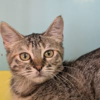 Frimousse [Chaton], chatte à adopter